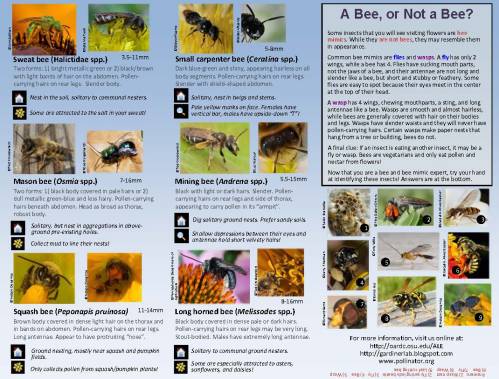 Bee Guide 2